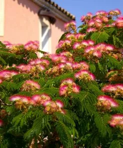 Fast Growing Trees Mimosa Tree Pink Flowers