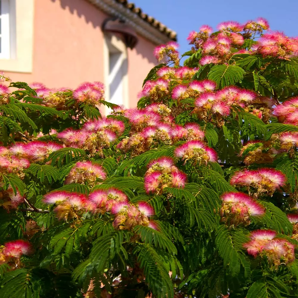 Fast Growing Trees Mimosa Tree Pink Flowers 4 Fast Growing Trees Mimosa Tree Pink Flowers