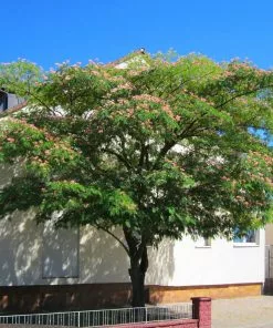 Fast Growing Trees Mimosa Tree Pink Flowers 9 Fast Growing Trees Mimosa Tree Pink Flowers