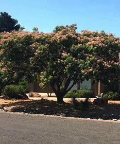 Fast Growing Trees Mimosa Tree Pink Flowers 8 Fast Growing Trees Mimosa Tree Pink Flowers