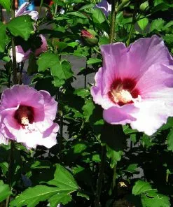 Fast Growing Trees Minerva Rose Of Sharon Althea Shrub