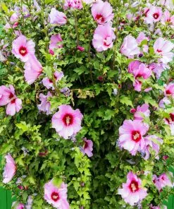 Fast Growing Trees Minerva Rose Of Sharon Althea Shrub