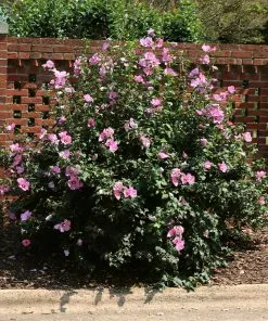 Fast Growing Trees Minerva Rose Of Sharon Althea Shrub