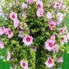 Fast Growing Trees Minerva Rose Of Sharon Althea Shrub 1 Fast Growing Trees Minerva Rose Of Sharon Althea Shrub