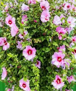Fast Growing Trees Minerva Rose Of Sharon Althea Shrub