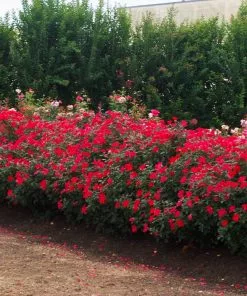 Fast Growing Trees Miracle On The Hudson™ Rose 10 Fast Growing Trees Miracle On The Hudson™ Rose