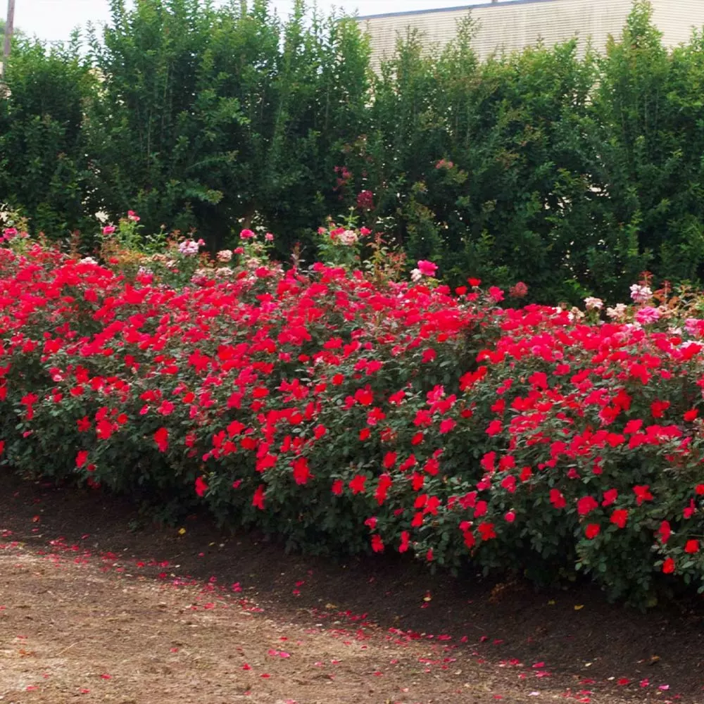 Fast Growing Trees Miracle On The Hudson™ Rose 6 Fast Growing Trees Miracle On The Hudson™ Rose