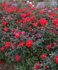 Fast Growing Trees Miracle On The Hudson™ Rose 11 Fast Growing Trees Miracle On The Hudson™ Rose