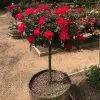 Fast Growing Trees Miracle On The Hudson™ Rose Tree Rose Trees