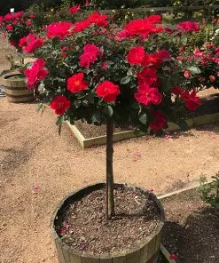 Fast Growing Trees Miracle On The Hudson™ Rose Tree Rose Trees