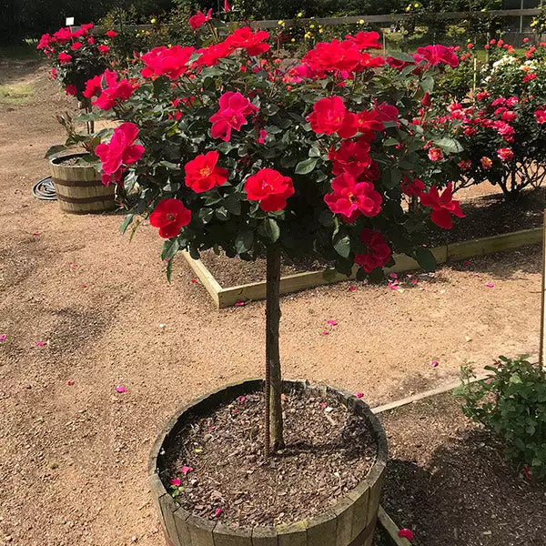 Fast Growing Trees Miracle On The Hudson™ Rose Tree Rose Trees 3 Fast Growing Trees Miracle On The Hudson™ Rose Tree Rose Trees