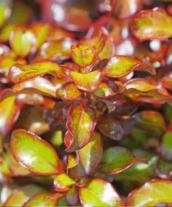 Fast Growing Trees See All Shrubs & Hedges Wax Wings™ Gold Mirror Bush