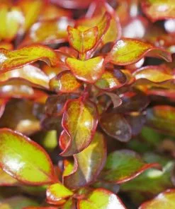 Fast Growing Trees See All Shrubs & Hedges Wax Wings™ Gold Mirror Bush