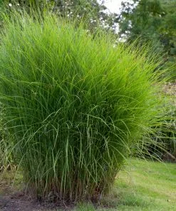 Fast Growing Trees Miscanthus Gracillimus (Maiden Grass) Ornamental Grasses 10 Fast Growing Trees Miscanthus Gracillimus (Maiden Grass) Ornamental Grasses