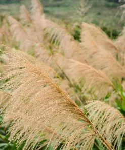 Fast Growing Trees Miscanthus Gracillimus (Maiden Grass) Ornamental Grasses 9 Fast Growing Trees Miscanthus Gracillimus (Maiden Grass) Ornamental Grasses