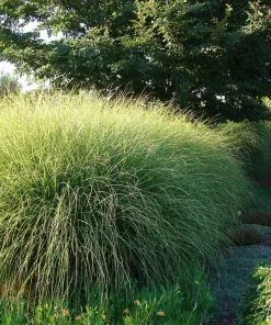 Fast Growing Trees Miscanthus Gracillimus (Maiden Grass) Ornamental Grasses 11 Fast Growing Trees Miscanthus Gracillimus (Maiden Grass) Ornamental Grasses