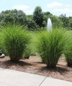 Fast Growing Trees Miscanthus Gracillimus (Maiden Grass) Ornamental Grasses