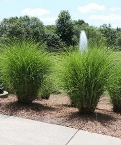 Fast Growing Trees Miscanthus Gracillimus (Maiden Grass) Ornamental Grasses
