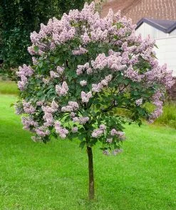 Fast Growing Trees Miss Kim Lilac Tree Lilac Trees