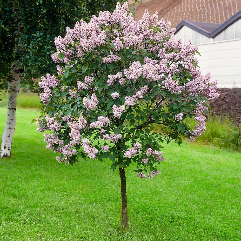 Fast Growing Trees Miss Kim Lilac Tree Lilac Trees 4 Fast Growing Trees Miss Kim Lilac Tree Lilac Trees