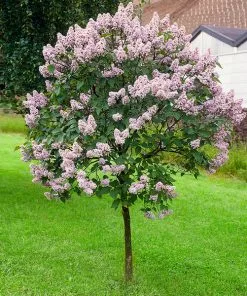 Fast Growing Trees Miss Kim Lilac Tree Lilac Trees