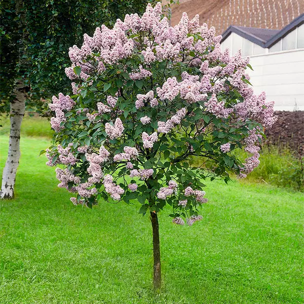 Fast Growing Trees Miss Kim Lilac Tree Lilac Trees 3 Fast Growing Trees Miss Kim Lilac Tree Lilac Trees