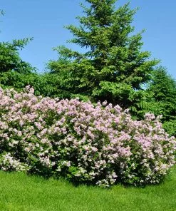 Fast Growing Trees Miss Kim Lilac Shrub 6 Fast Growing Trees Miss Kim Lilac Shrub