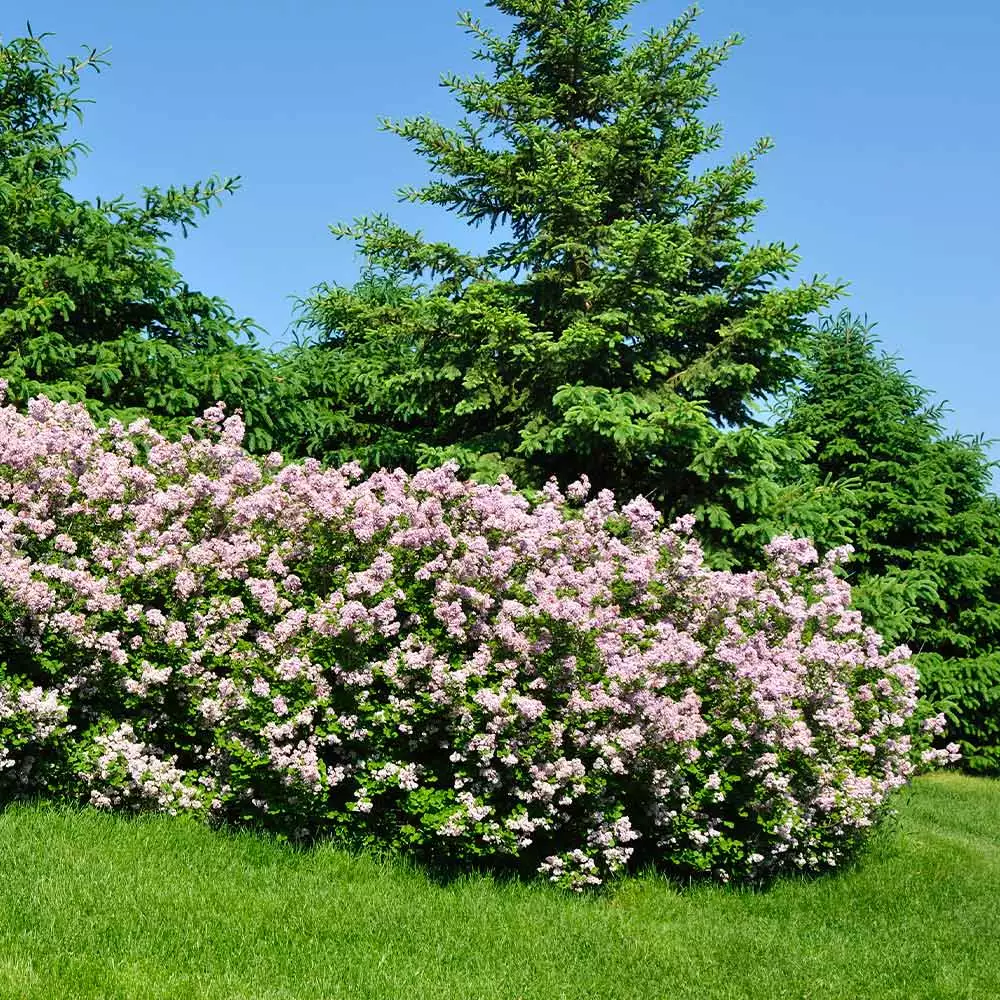 Fast Growing Trees Miss Kim Lilac Shrub 4 Fast Growing Trees Miss Kim Lilac Shrub