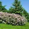 Fast Growing Trees Miss Kim Lilac Shrub 2 Fast Growing Trees Miss Kim Lilac Shrub