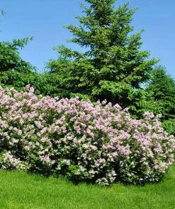 Fast Growing Trees Miss Kim Lilac Shrub