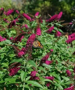 Fast Growing Trees See All Shrubs & Hedges Miss Molly Butterfly Bush