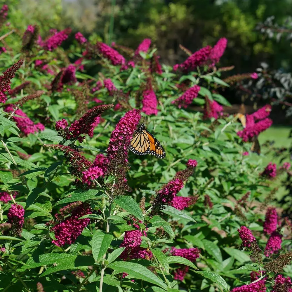 Fast Growing Trees See All Shrubs & Hedges Miss Molly Butterfly Bush 4 Fast Growing Trees See All Shrubs & Hedges Miss Molly Butterfly Bush