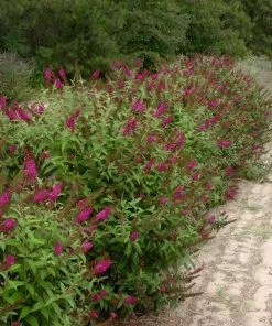 Fast Growing Trees See All Shrubs & Hedges Miss Molly Butterfly Bush 9 Fast Growing Trees See All Shrubs & Hedges Miss Molly Butterfly Bush