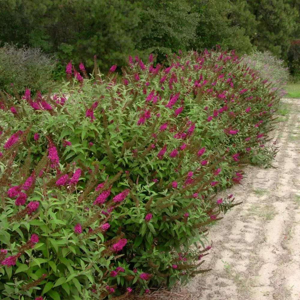 Fast Growing Trees See All Shrubs & Hedges Miss Molly Butterfly Bush 5 Fast Growing Trees See All Shrubs & Hedges Miss Molly Butterfly Bush