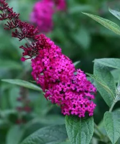 Fast Growing Trees See All Shrubs & Hedges Miss Molly Butterfly Bush 10 Fast Growing Trees See All Shrubs & Hedges Miss Molly Butterfly Bush