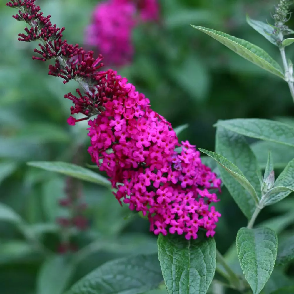 Fast Growing Trees See All Shrubs & Hedges Miss Molly Butterfly Bush 6 Fast Growing Trees See All Shrubs & Hedges Miss Molly Butterfly Bush