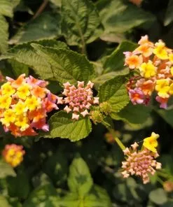 Fast Growing Trees Deer Resistant Plants Miss Huff Lantana 7 Fast Growing Trees Deer Resistant Plants Miss Huff Lantana