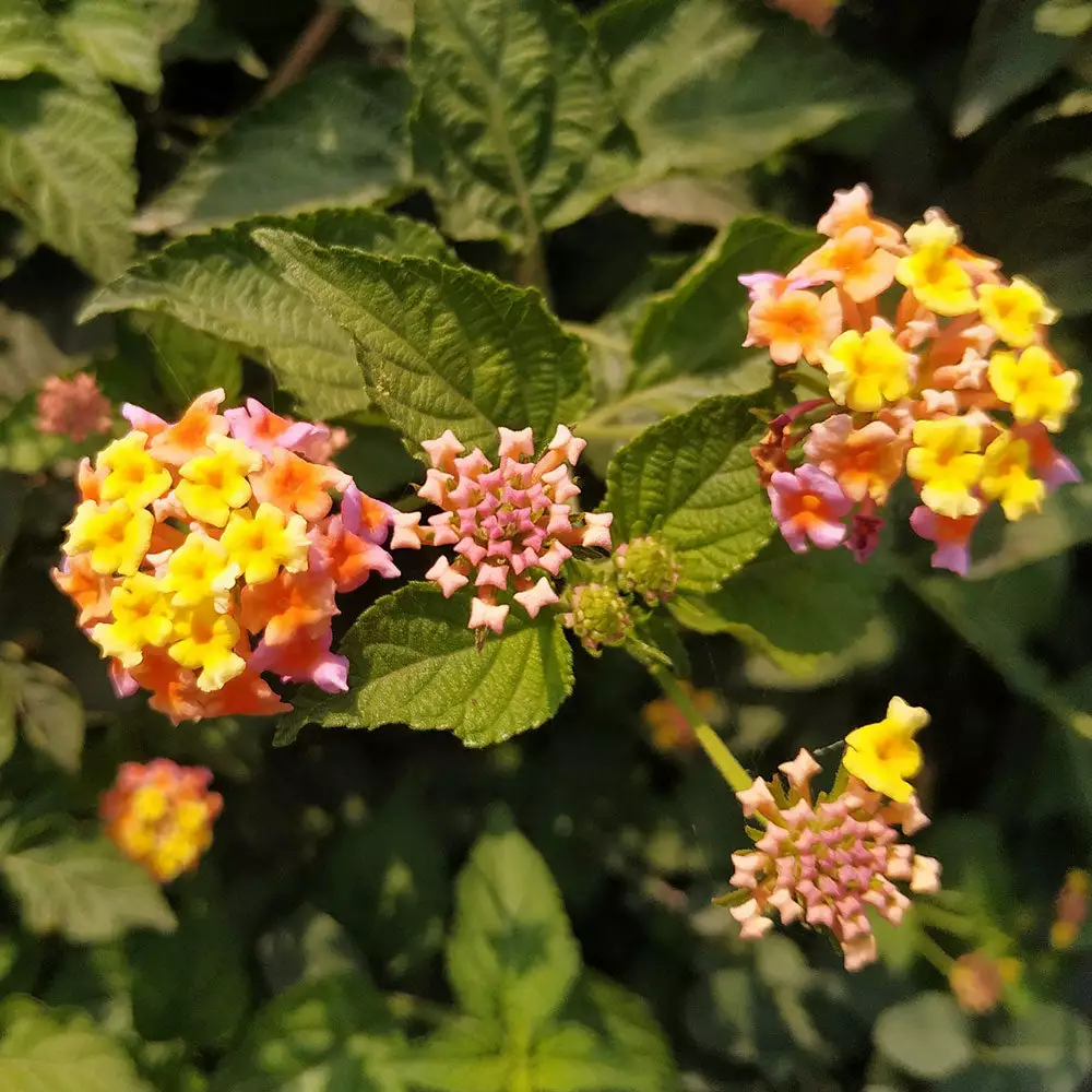 Fast Growing Trees Deer Resistant Plants Miss Huff Lantana 5 Fast Growing Trees Deer Resistant Plants Miss Huff Lantana