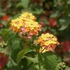 Fast Growing Trees Deer Resistant Plants Miss Huff Lantana 1 Fast Growing Trees Deer Resistant Plants Miss Huff Lantana