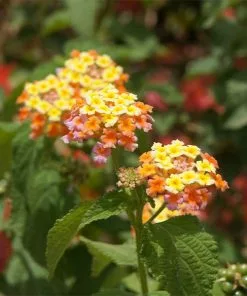 Fast Growing Trees Deer Resistant Plants Miss Huff Lantana