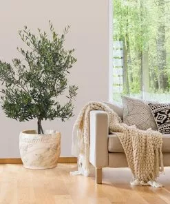 Fast Growing Trees Mission Olive Tree Olive Trees