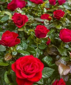 Fast Growing Trees Mister Lincoln Hybrid Tea Rose Roses 7 Fast Growing Trees Mister Lincoln Hybrid Tea Rose Roses