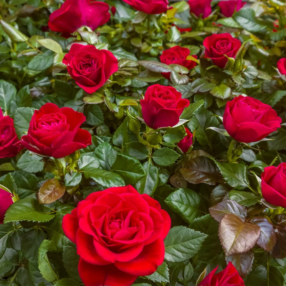 Fast Growing Trees Mister Lincoln Hybrid Tea Rose Roses 5 Fast Growing Trees Mister Lincoln Hybrid Tea Rose Roses