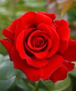 Fast Growing Trees Mister Lincoln Hybrid Tea Rose Roses
