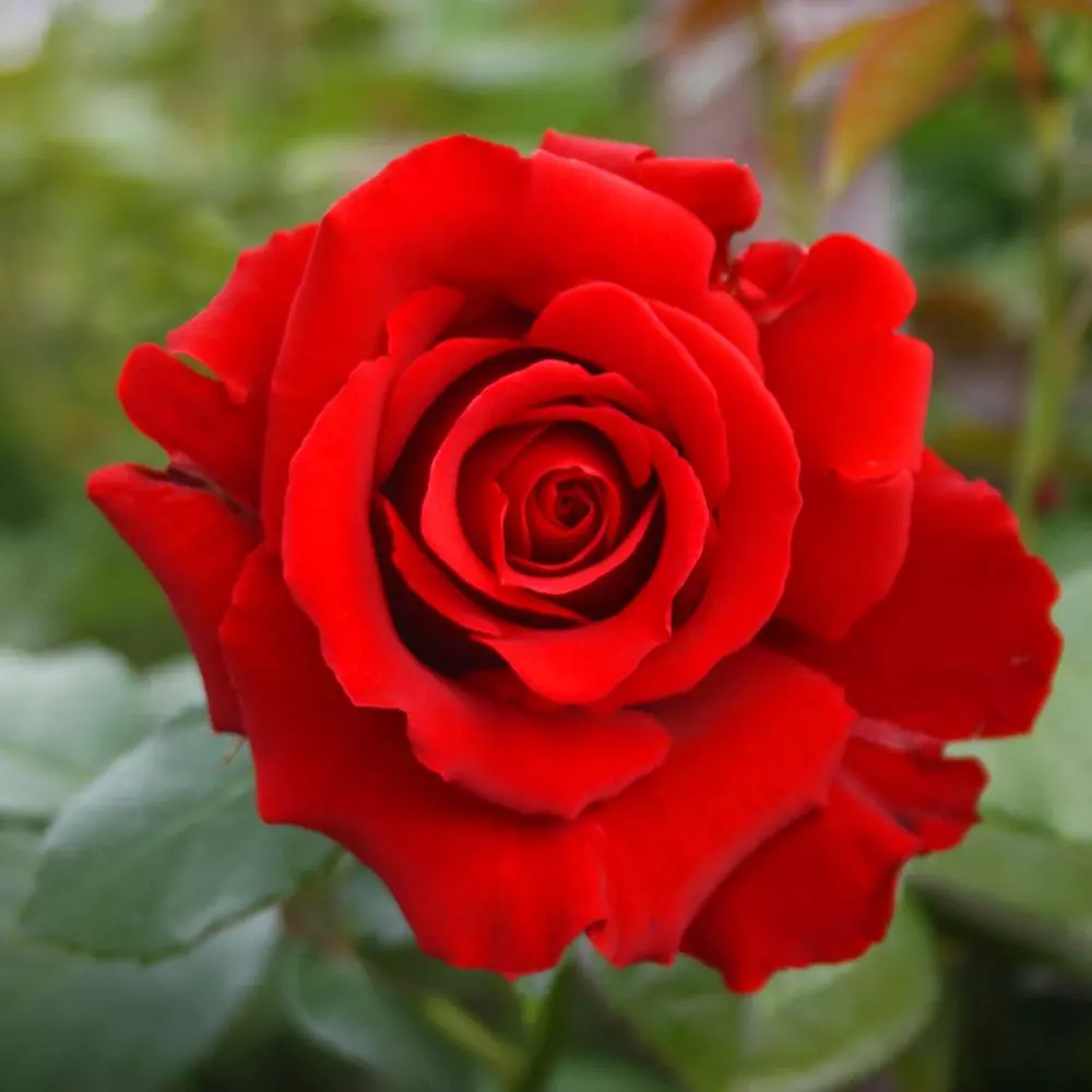 Fast Growing Trees Mister Lincoln Hybrid Tea Rose Roses 4 Fast Growing Trees Mister Lincoln Hybrid Tea Rose Roses