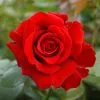 Fast Growing Trees Mister Lincoln Hybrid Tea Rose Roses 1 Fast Growing Trees Mister Lincoln Hybrid Tea Rose Roses