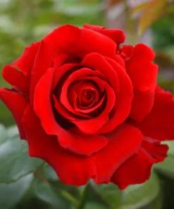 Fast Growing Trees Mister Lincoln Hybrid Tea Rose Roses