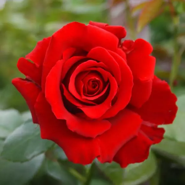 Fast Growing Trees Mister Lincoln Hybrid Tea Rose Roses 3 Fast Growing Trees Mister Lincoln Hybrid Tea Rose Roses