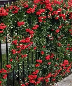 Fast Growing Trees See All Evergreen & Privacy Trees Mohave Pyracantha (Firethorn) Shrub