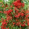 Fast Growing Trees See All Evergreen & Privacy Trees Mohave Pyracantha (Firethorn) Shrub 2 Fast Growing Trees See All Evergreen & Privacy Trees Mohave Pyracantha (Firethorn) Shrub